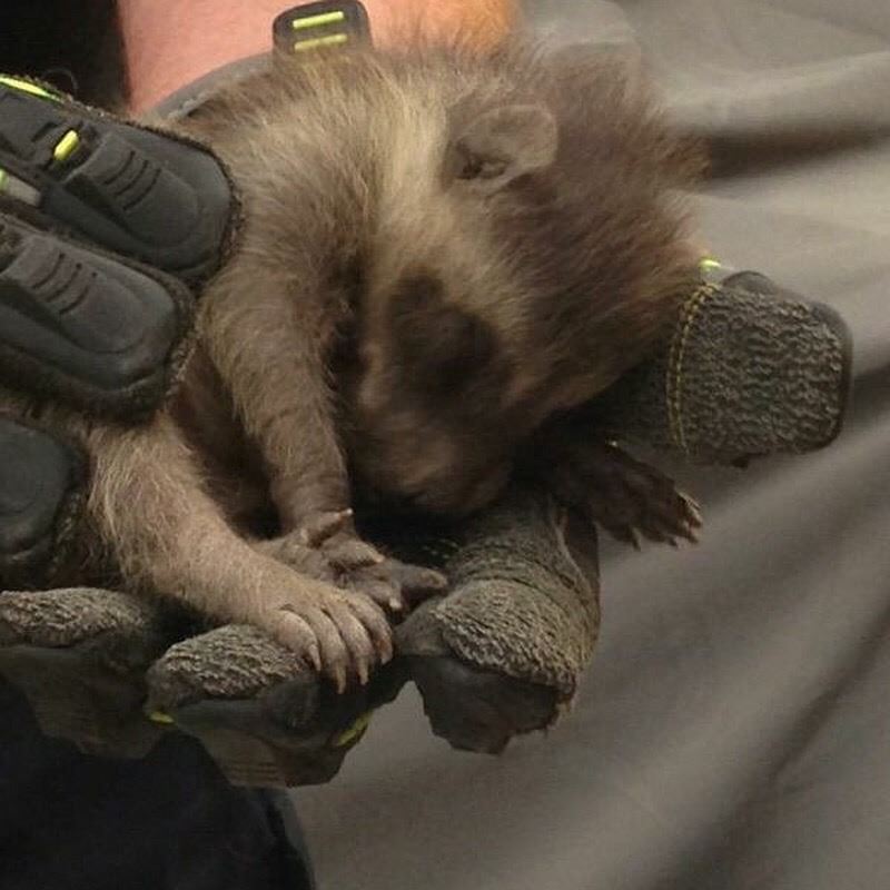 Wildlife Control Photo