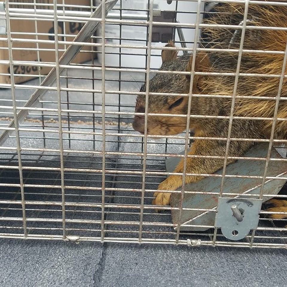 Wildlife Control Photo