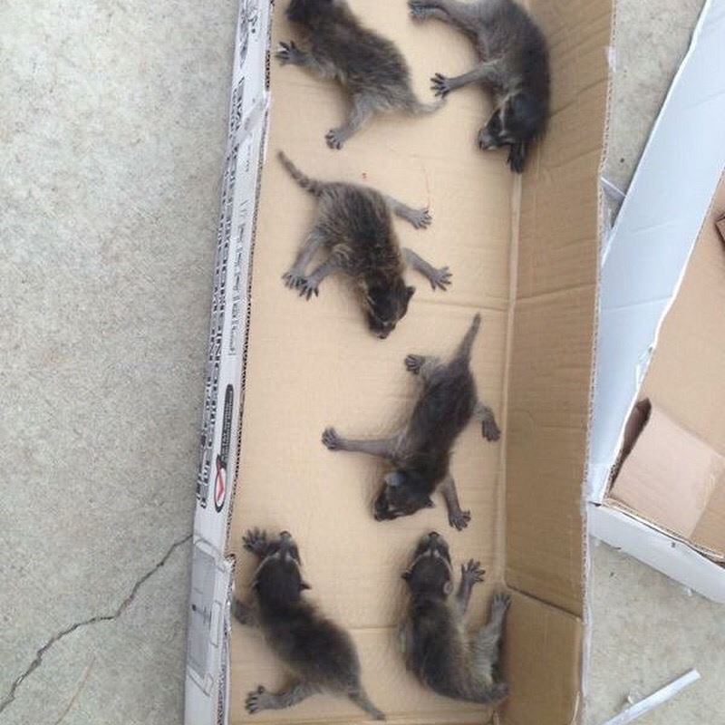 Wildlife Control Photo