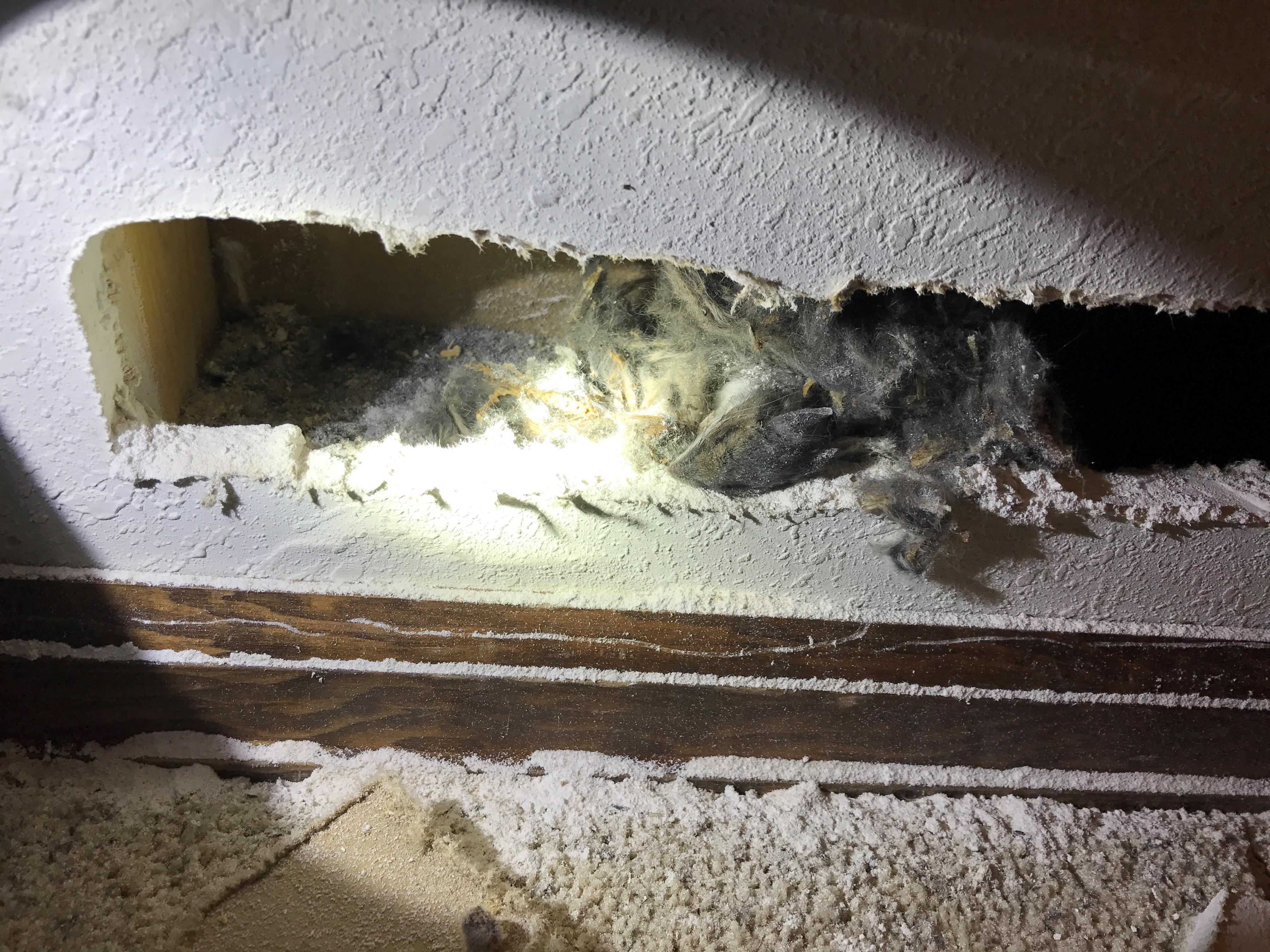 Wildlife Control Photo