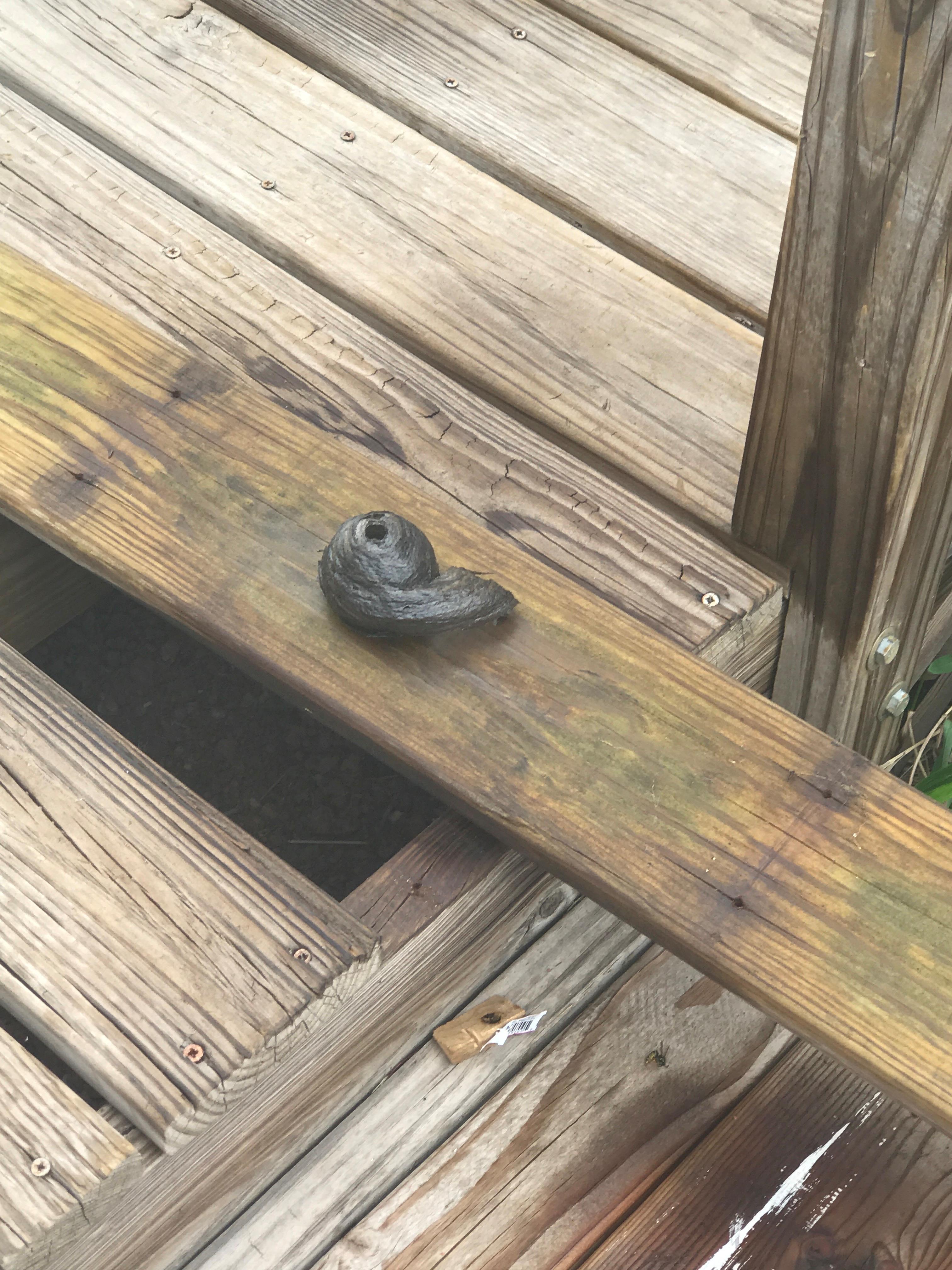 Wildlife Control Photo