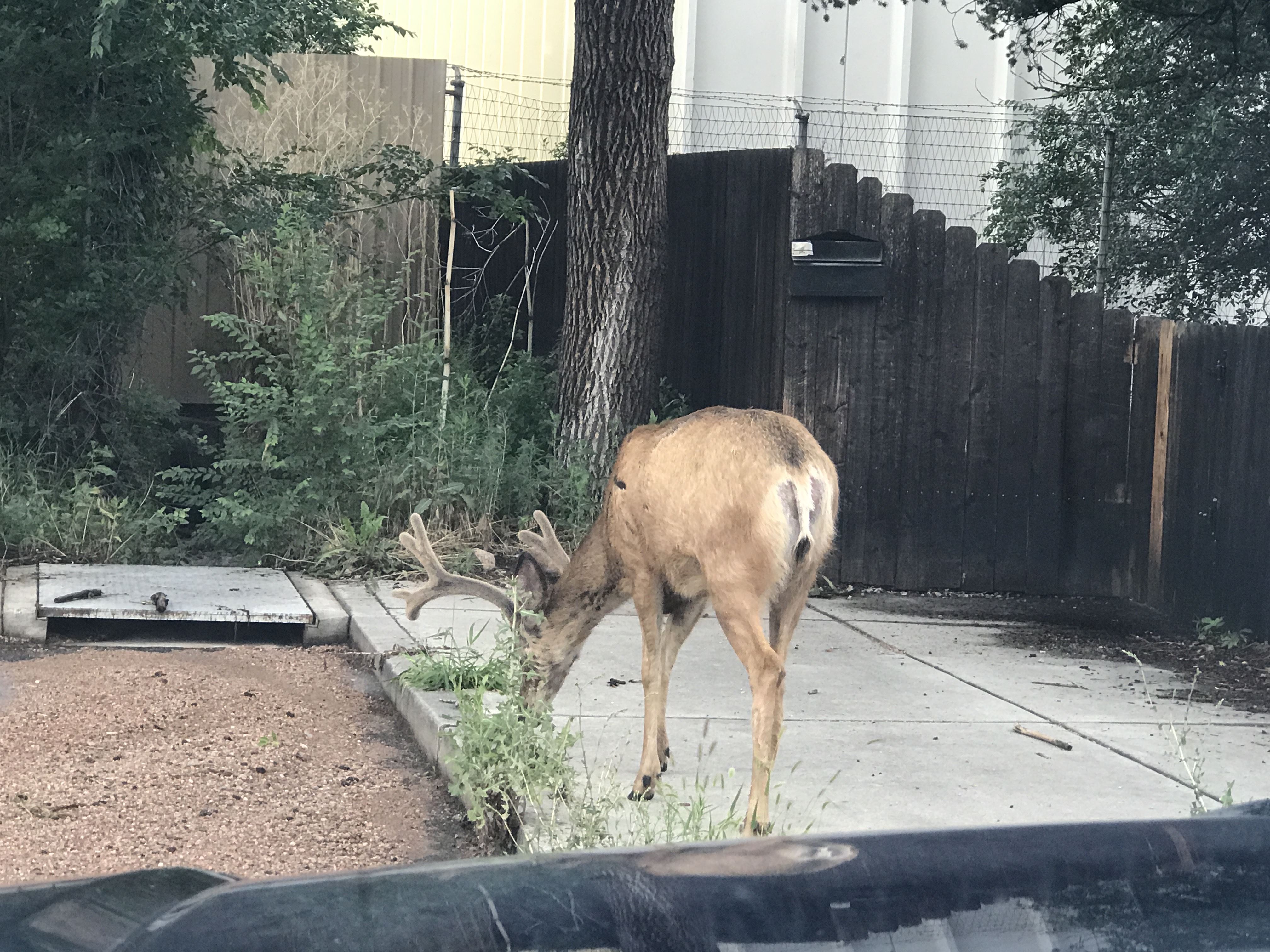 Wildlife Control Photo