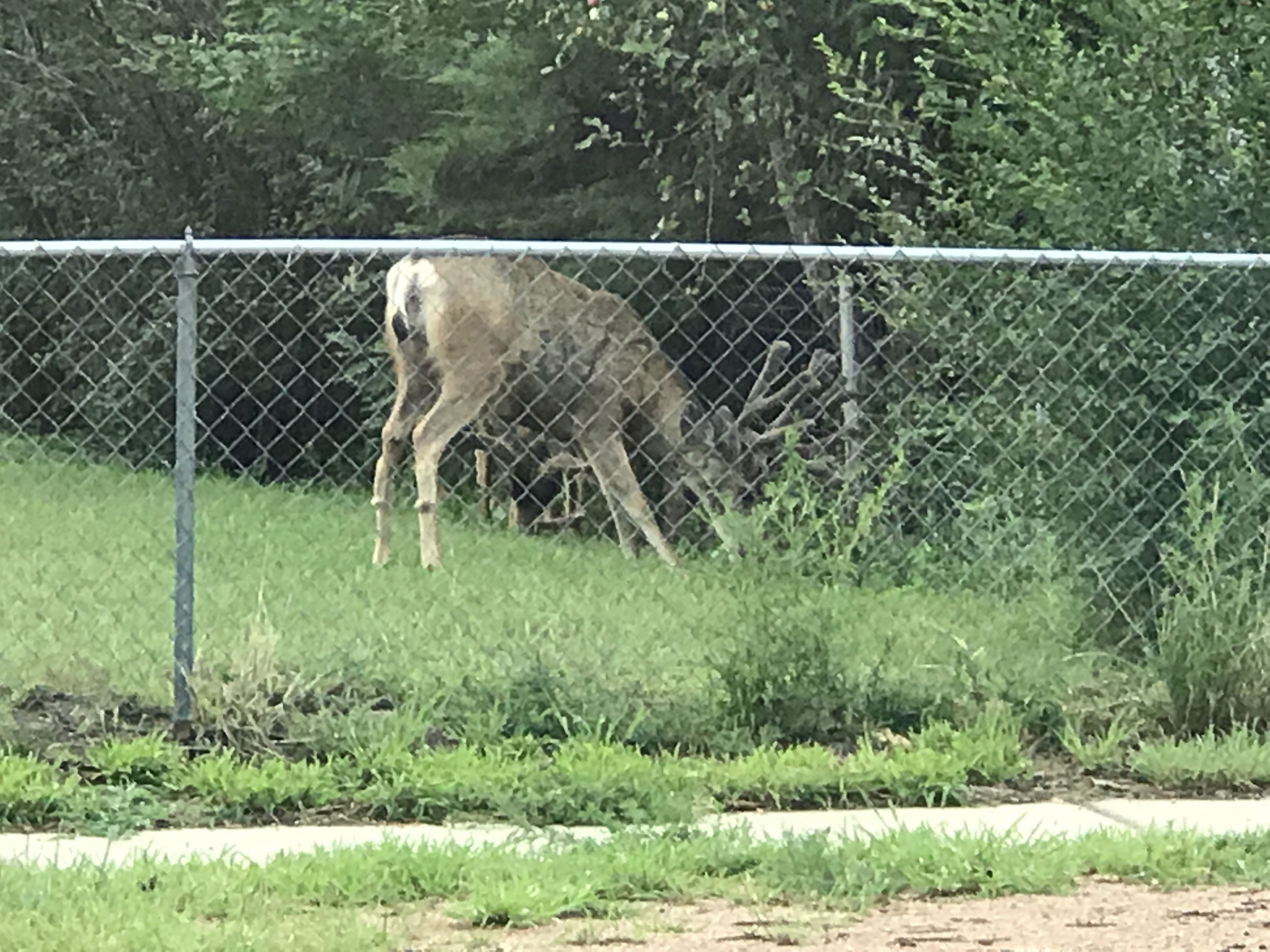 Wildlife Control Photo