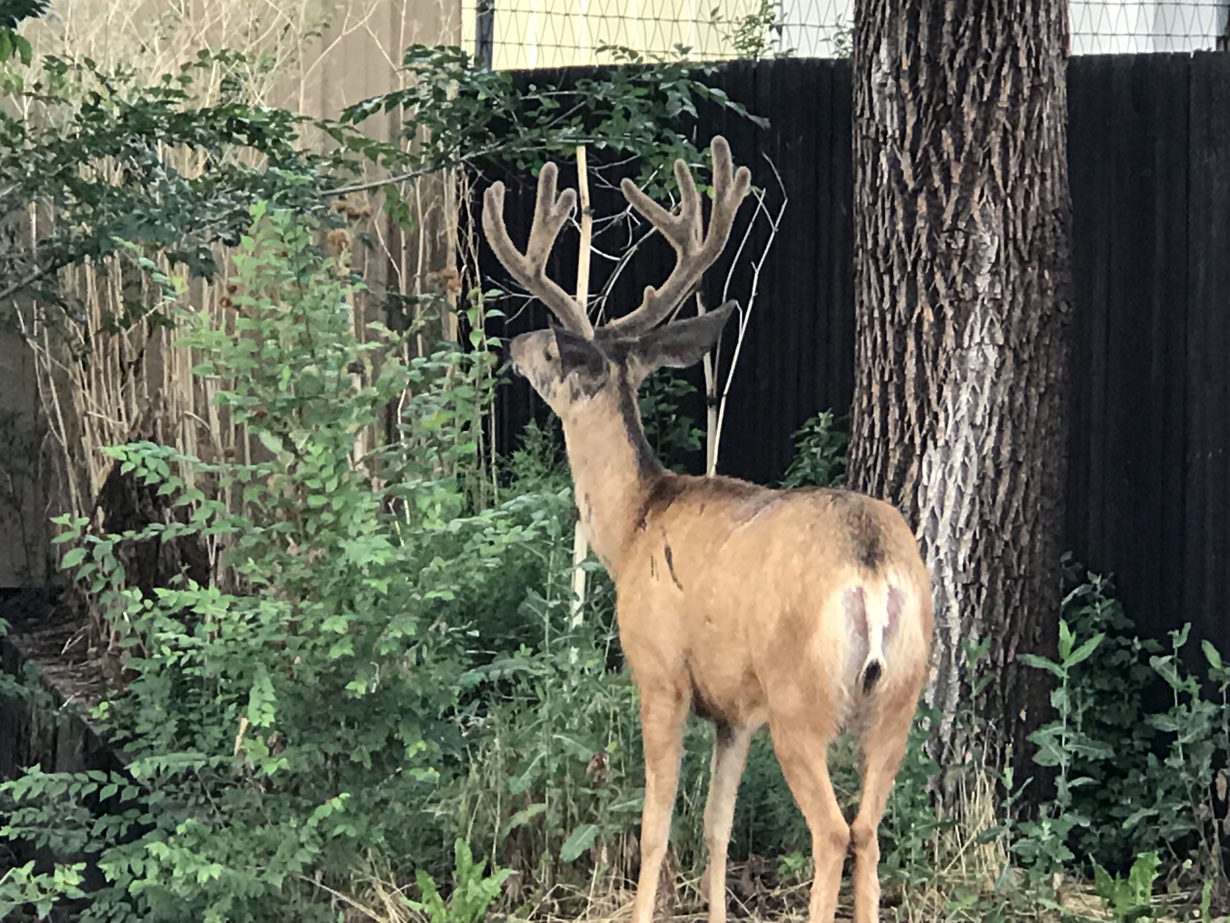 Wildlife Control Photo