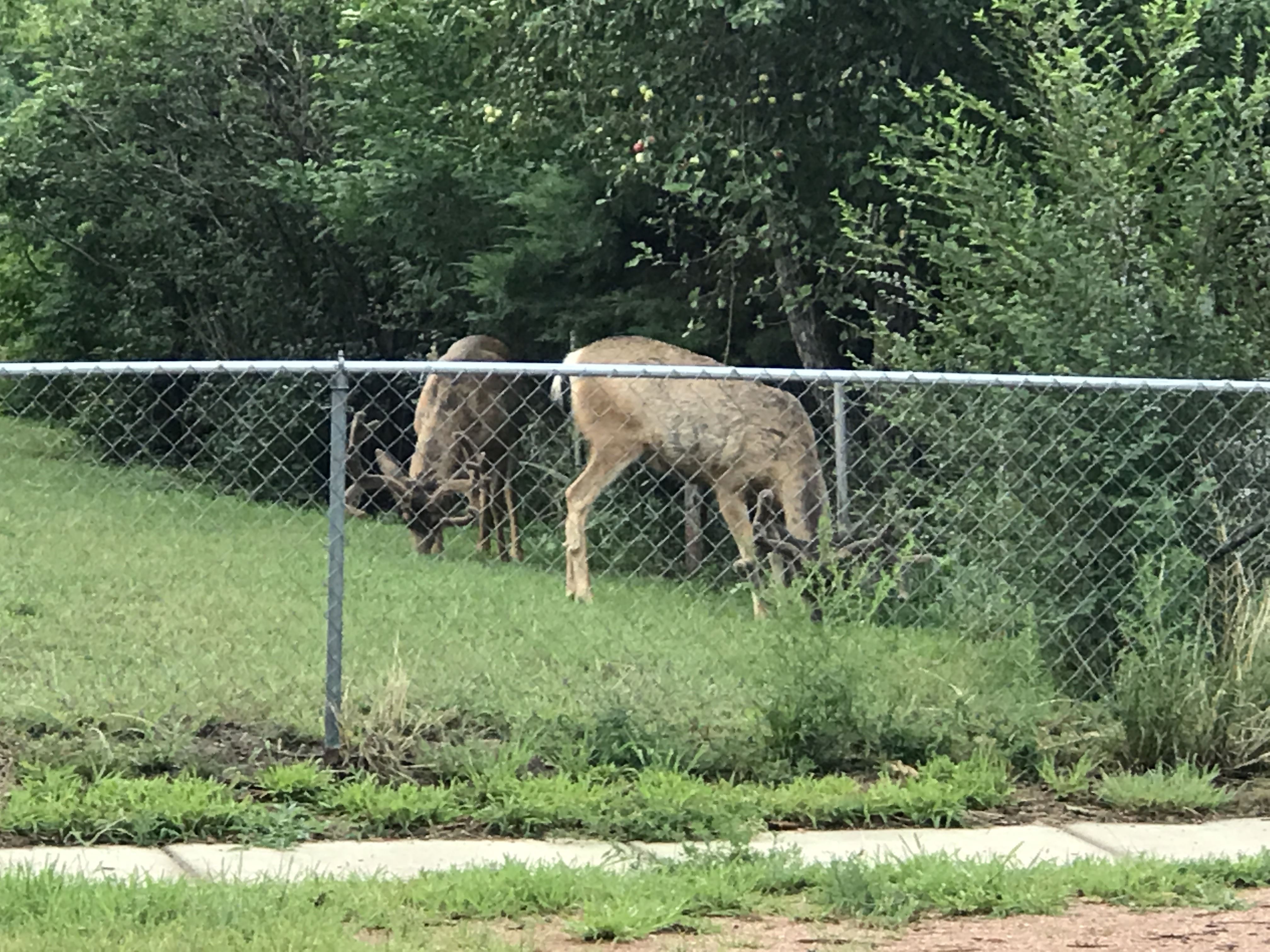 Wildlife Control Photo