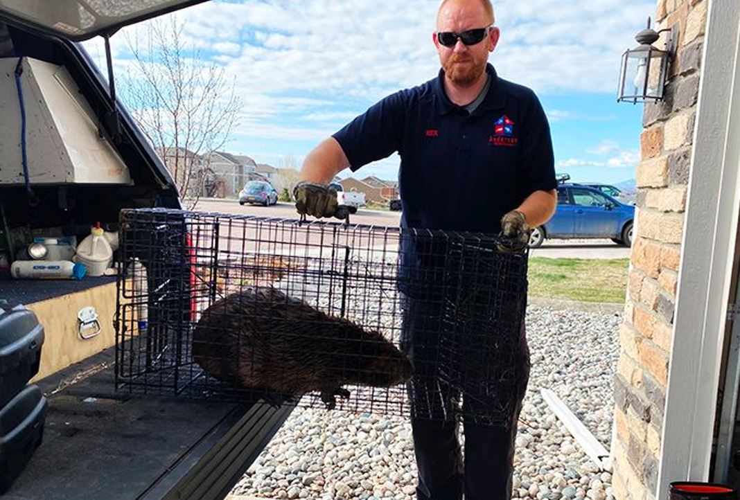 Exterminator Services