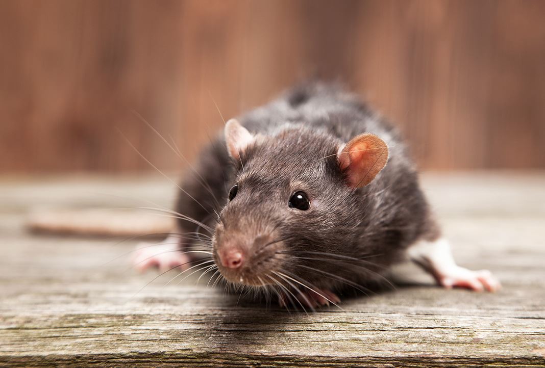 Rodent Control