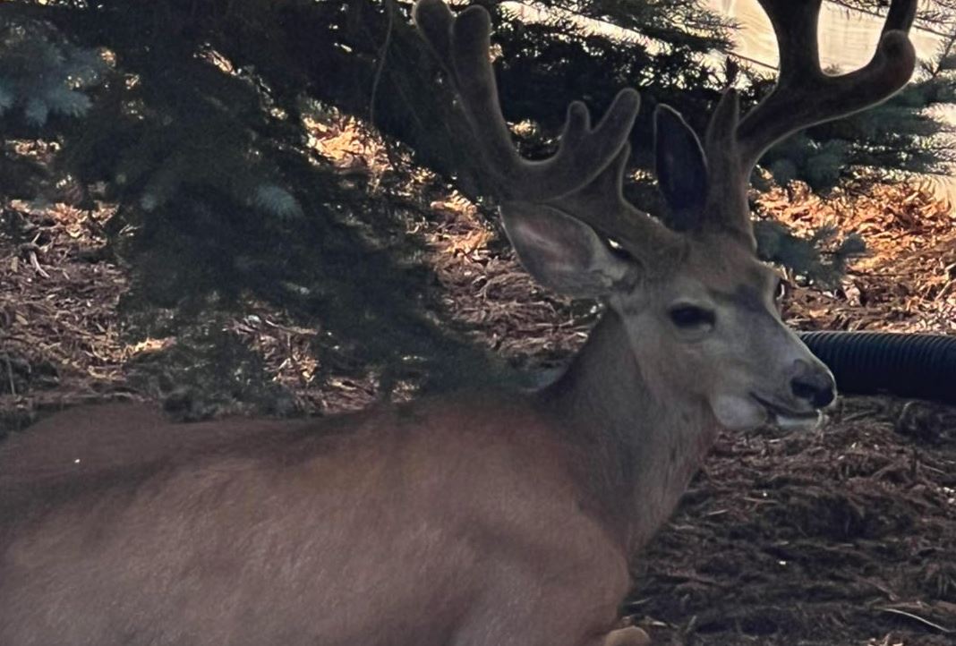 Exclusions & Repairs